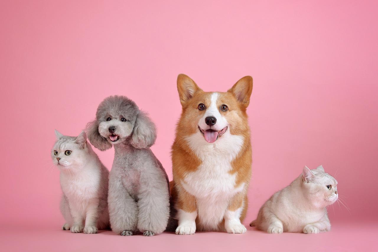 PET FRIENDLY Hotel Luna a Fontanafredda Pordenone